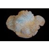 NUBE PARLANTE