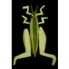 SALTAMONTES (MONTADO SOBRE TABLA)