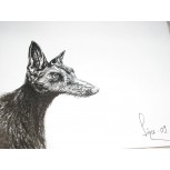 GALGA- LEBRERA-