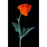 AMAPOLA II