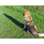 El perro y su sombra