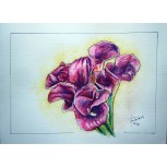 Ramo de calas violetas
