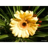 Flor 22
