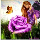 Purple Fairy Rose