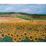 Campo de girasoles