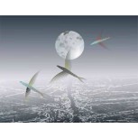Crepusculo Marino