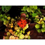Floral 13