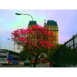 El árbol.mi árbol, tú árbol