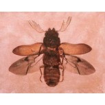098 LA MOSCA II