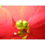 Germinación / Germination