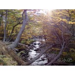 Bosque Del Glaciar Le Martial