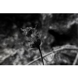 FLOR DESPUÉS DEL MUNDO