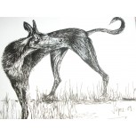 GALGA- LEBRERA-