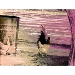 Gallinas 