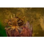COEXISTENCIA PÚRPURA