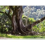 Roots of life