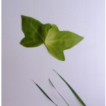 C:UsersalidaDesktopCUANDO UNA HOJA SE CONVIERTE EN 2 PALOMAS QUE SE BESAN VOLANDO.JPG
