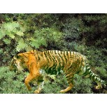 TIGRE NAIF