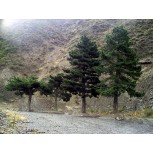 Los Pinos