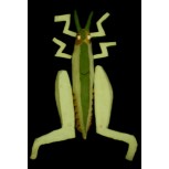 SALTAMONTES (MONTADO SOBRE TABLA)