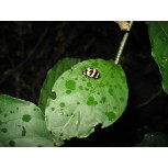 mariquita