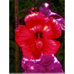 Rosa china 2