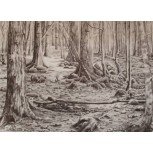 Bosque m&aacute;gico