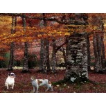 PERDIDOS EN EL BOSQUE