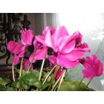 Fuschia 2