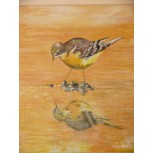 pájaro en el agua
