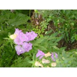 Flores Parisinas 2