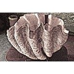 CARACOL DE MAR