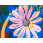 COLORIDA (SERIE_DESSING ART)