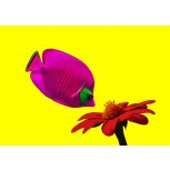 Superficies Permeada Fondo Amarillo