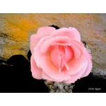 Rosa 1