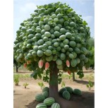 watermelon tree