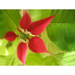 La primavera en una hoja / The Spring on a leaf