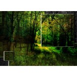 Bosque 1