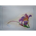 Campanilla malva