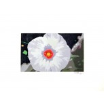 Petunia