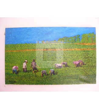 Campos de arroz
