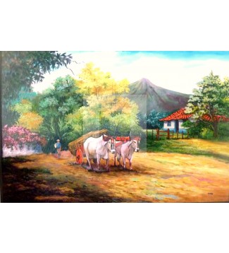 bueyes de campo