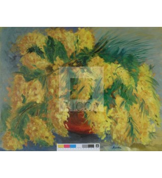 MIMOSAS