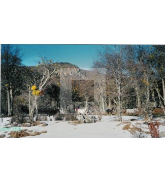 Bosque Fueguino
