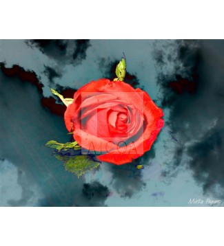 Sky Rose