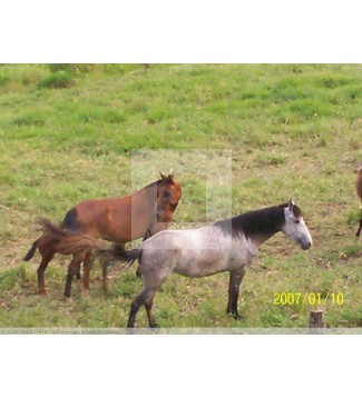 Caquetà equino