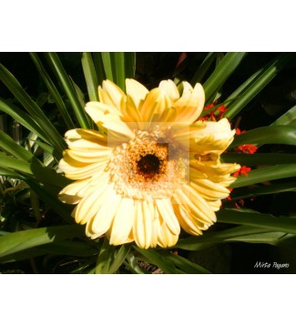 Flor 22