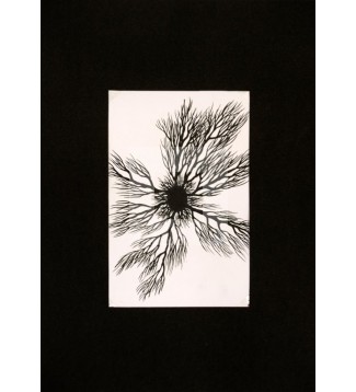 Raíces, Serie 3, Dibujo 3