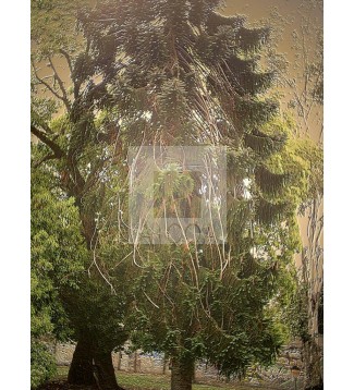 Arbol 2