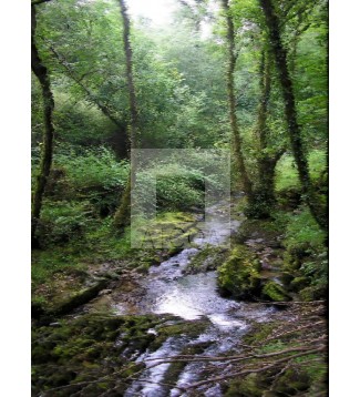 Bosque encantado / Bewitched forest